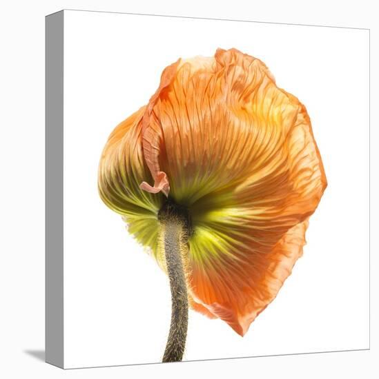 Poppy 10-Wiff Harmer-Stretched Canvas