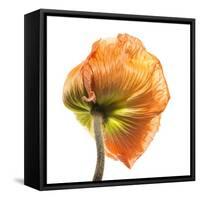 Poppy 10-Wiff Harmer-Framed Stretched Canvas