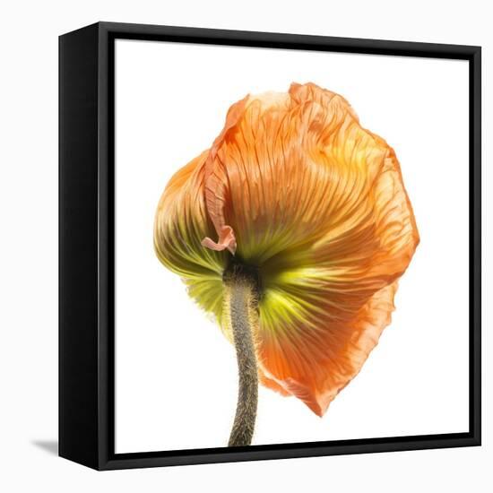 Poppy 10-Wiff Harmer-Framed Stretched Canvas