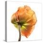 Poppy 10-Wiff Harmer-Stretched Canvas