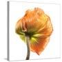 Poppy 10-Wiff Harmer-Stretched Canvas