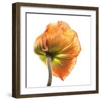 Poppy 10-Wiff Harmer-Framed Giclee Print