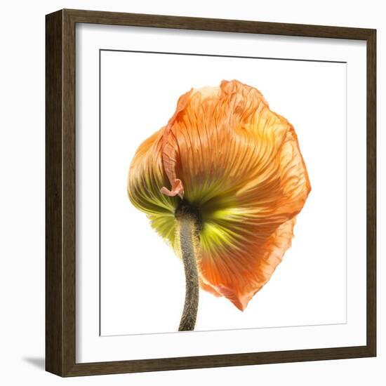 Poppy 10-Wiff Harmer-Framed Giclee Print