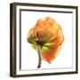 Poppy 10-Wiff Harmer-Framed Giclee Print