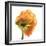 Poppy 10-Wiff Harmer-Framed Giclee Print