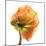 Poppy 10-Wiff Harmer-Mounted Giclee Print