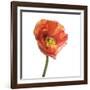 Poppy 12-Wiff Harmer-Framed Giclee Print