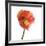 Poppy 12-Wiff Harmer-Framed Giclee Print