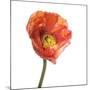 Poppy 12-Wiff Harmer-Mounted Giclee Print