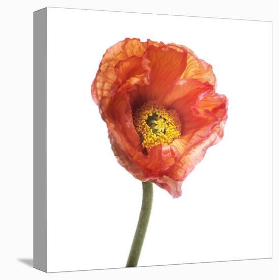 Poppy 12-Wiff Harmer-Stretched Canvas
