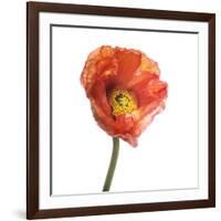 Poppy 12-Wiff Harmer-Framed Giclee Print