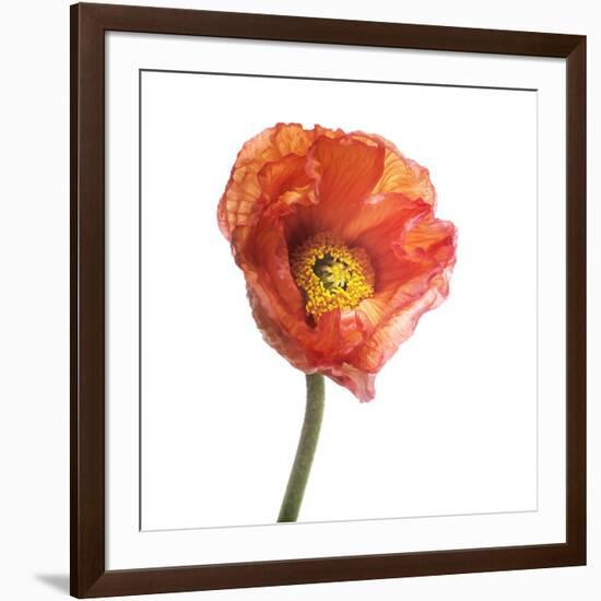 Poppy 12-Wiff Harmer-Framed Giclee Print