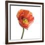 Poppy 12-Wiff Harmer-Framed Giclee Print