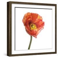 Poppy 12-Wiff Harmer-Framed Giclee Print