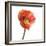 Poppy 12-Wiff Harmer-Framed Giclee Print