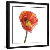 Poppy 12-Wiff Harmer-Framed Giclee Print