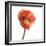 Poppy 12-Wiff Harmer-Framed Giclee Print