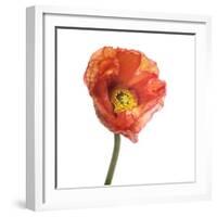 Poppy 12-Wiff Harmer-Framed Giclee Print