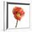 Poppy 12-Wiff Harmer-Framed Giclee Print