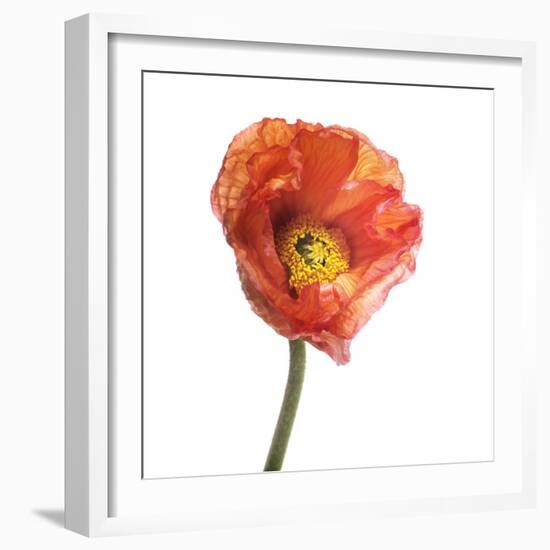 Poppy 12-Wiff Harmer-Framed Giclee Print