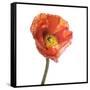 Poppy 12-Wiff Harmer-Framed Stretched Canvas
