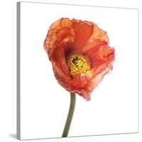 Poppy 12-Wiff Harmer-Stretched Canvas