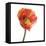 Poppy 12-Wiff Harmer-Framed Stretched Canvas