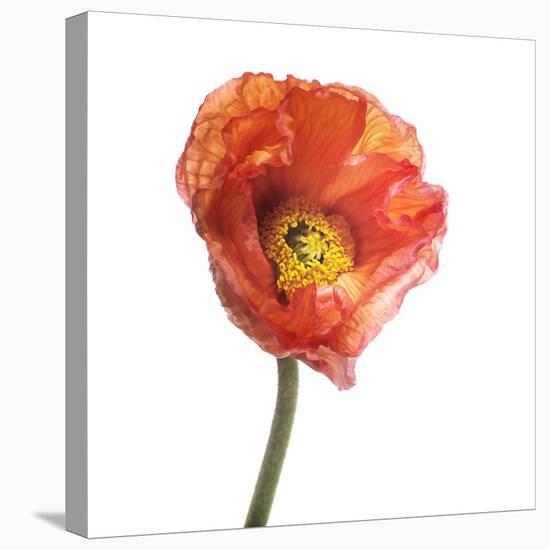 Poppy 12-Wiff Harmer-Stretched Canvas