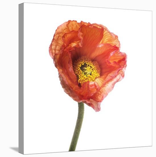 Poppy 12-Wiff Harmer-Stretched Canvas