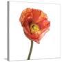 Poppy 12-Wiff Harmer-Stretched Canvas
