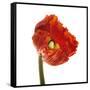 Poppy 14-Wiff Harmer-Framed Stretched Canvas