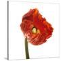 Poppy 14-Wiff Harmer-Stretched Canvas