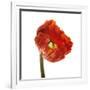 Poppy 14-Wiff Harmer-Framed Giclee Print