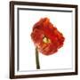 Poppy 14-Wiff Harmer-Framed Giclee Print