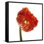 Poppy 14-Wiff Harmer-Framed Stretched Canvas