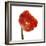 Poppy 14-Wiff Harmer-Framed Giclee Print