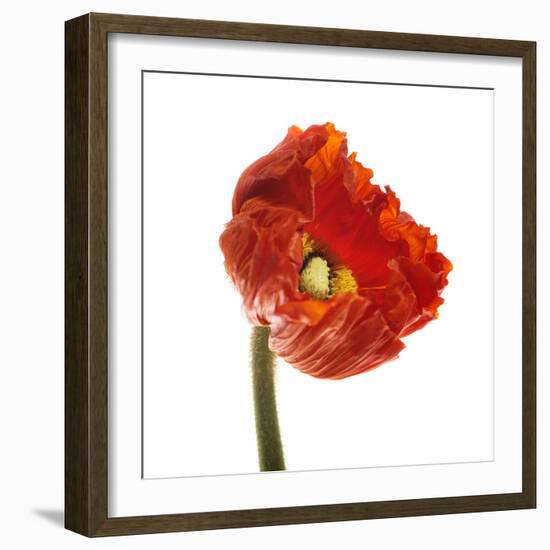 Poppy 14-Wiff Harmer-Framed Giclee Print