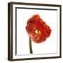 Poppy 14-Wiff Harmer-Framed Giclee Print