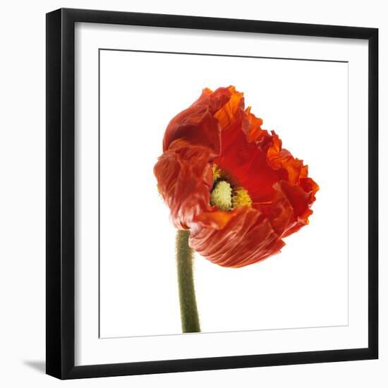 Poppy 14-Wiff Harmer-Framed Giclee Print