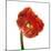 Poppy 14-Wiff Harmer-Mounted Giclee Print