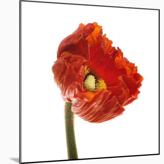 Poppy 14-Wiff Harmer-Mounted Giclee Print