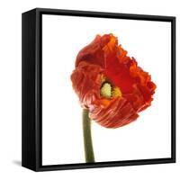 Poppy 14-Wiff Harmer-Framed Stretched Canvas