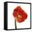 Poppy 14-Wiff Harmer-Framed Stretched Canvas