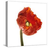 Poppy 14-Wiff Harmer-Stretched Canvas
