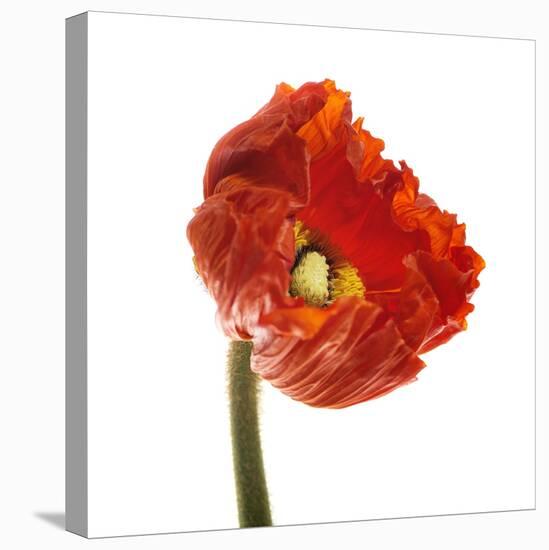 Poppy 14-Wiff Harmer-Stretched Canvas