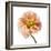 Poppy 16-Wiff Harmer-Framed Giclee Print