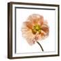 Poppy 16-Wiff Harmer-Framed Giclee Print