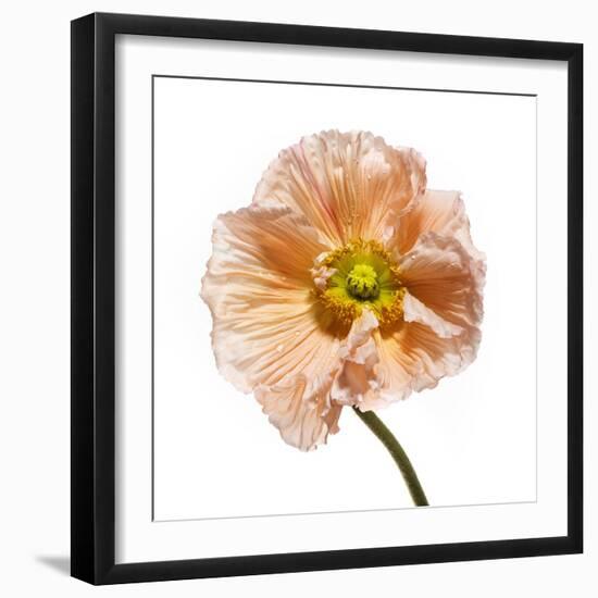 Poppy 16-Wiff Harmer-Framed Giclee Print