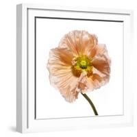 Poppy 16-Wiff Harmer-Framed Giclee Print