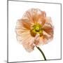 Poppy 16-Wiff Harmer-Mounted Giclee Print